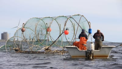 Laxfiske med ryssja i Bottenviken.