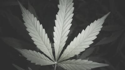 En detaljbild på en cannabisplanta. 