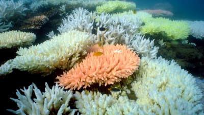 En korall som har drabbats av korallblekning