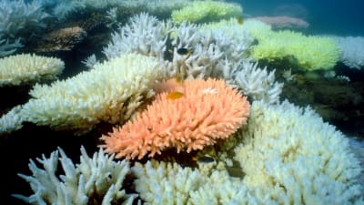 Korallblekning vid ön North Keppel på Stora barriärrevet i Australien