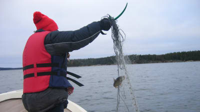 Fritidsfiskare med röd mössa och flytväst tar upp nät med en abborre i sin roddbåt.