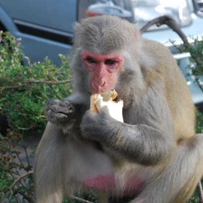 En apa äter en smörgås
