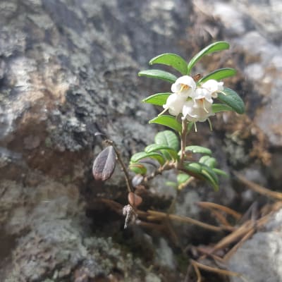 Puolukka kukkii.