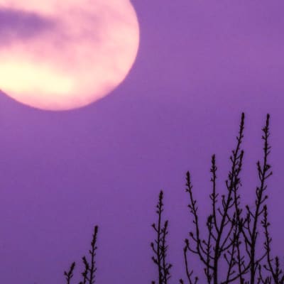 Kuu violetilla taivaalla, edustalla heiniä.