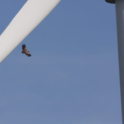 Örn som flyger med ett vindkraftverk i förgrunden.