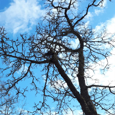 Lehdettömien puiden latvoja vasten taivasta
