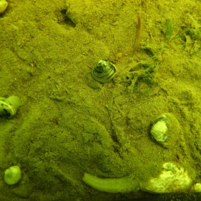Musslor lider av syrebristen på havsbottnen och har stigit upp ur sedimenten för att försöka få luft.