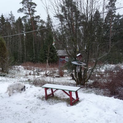 Fågelbordet hemma hos Marianne Tapper i Västanfjärd