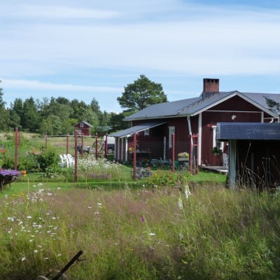 En del av Janne Grönings tomt, gård med mycket blommor och växter