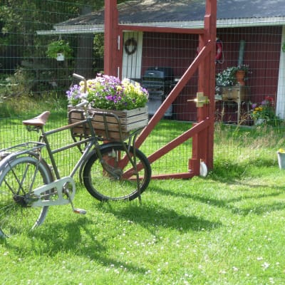 En gammal cykel fungerar bra som trädgårdsprydnad och cykelkorgen som blomlåda