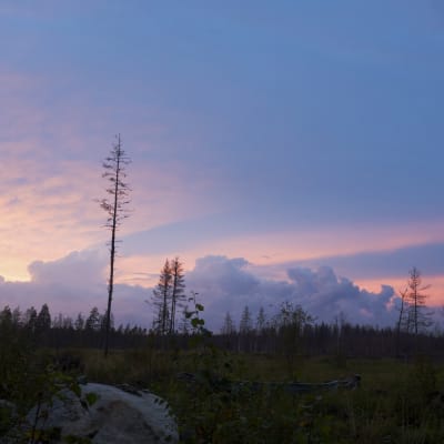Öinen suo Yli-Iissä.