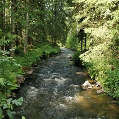 Rakkolanjoki on pari metriä leveä joki.