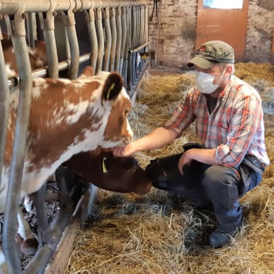 Mikko Koskinen rapsuttelee vasikoita navetassa. Taustalla makoilee lehmä.