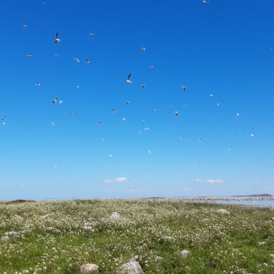 Tuhansia lintuja lentää Saaristomeren saaren yläpuolella. Taivas on sininen. Maassa on vihreää kasvillisuutta. 