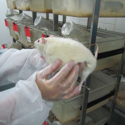 En person med genomskinliga handskar håller upp en vit råtta med röda ögon.