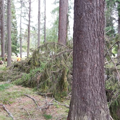 Kuvassa on kaatuneita puita Joensuun Linnunlahden leirintäalueella. 