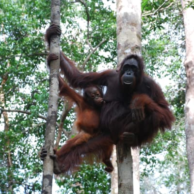 De utrotningshotade orangutangerna har lidit svårt av skövlingen av regnskogarna. Orangutangerna lever enbart på öarna Borneo och Sumatra som i allt högre grad nu täcks av oljepalmplantager.