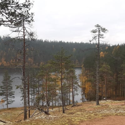 Metsäinen järvinäkymä Rokuan kansallispuistosta.