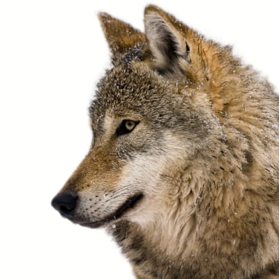 En varg i profil.