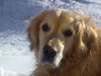 Golden retriever