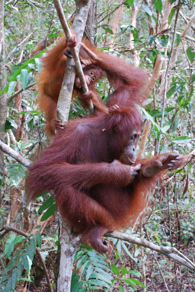 Två orangutanger håller sig uppe i ett träd i tätbevuxen skog. 