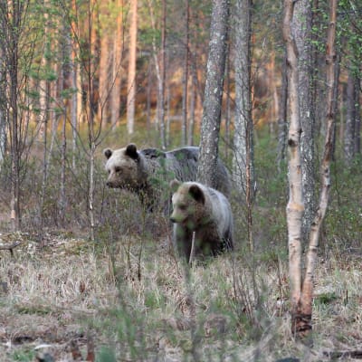 Björnfamilj i skogen