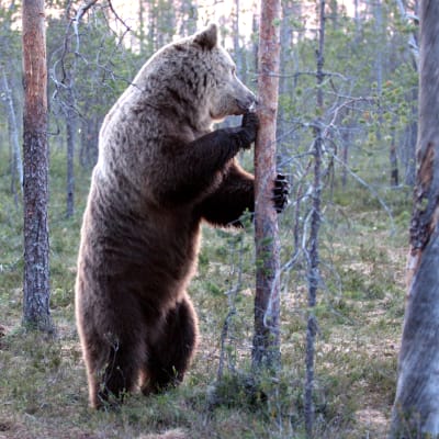Björn i skogen