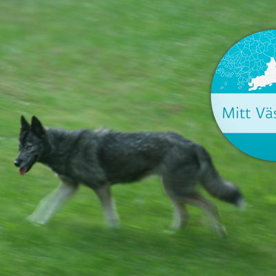 En hund som springer på en gräsmatta. I bildets högra hörn syns en logotyp där det står Mitt Västnyland.