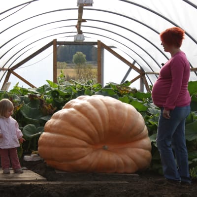 liten flicka och gravid kvinna står och beundrar en jättepumpa i ett växthus