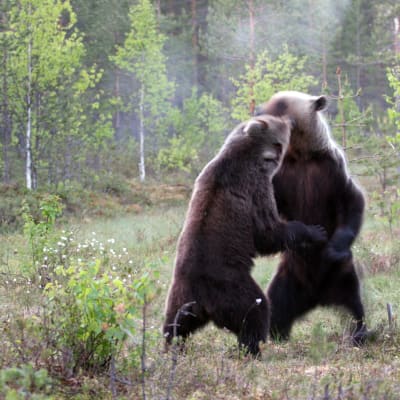 Brunbjörnar brottas
