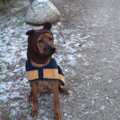 Påklädd ung hund bor på hundhotell i Pikis