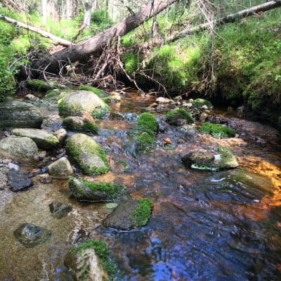 Jänislehdon puro Nurmeksessa on arvokas luontokohde.