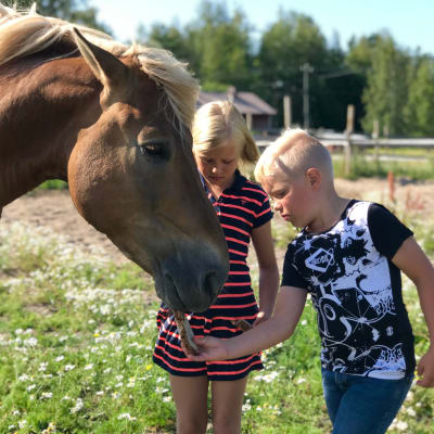 Suomenhevonen ottaa kuivaa leipää lasten kädestä.