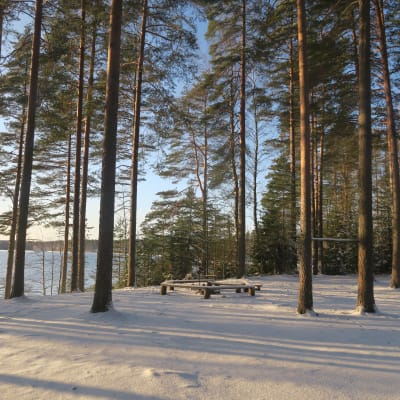 Tarusjärven leiri- ja nuotiopaikka