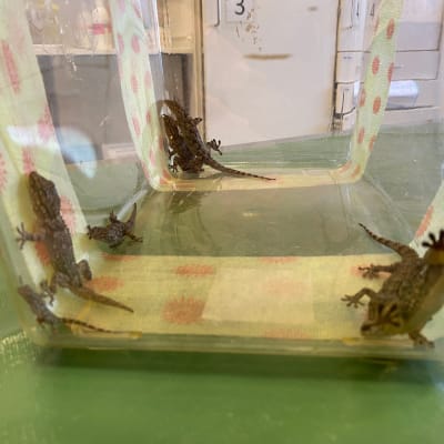 Messukeskuksesta pelastettiin perjantaina useita noin kymmenen senttimetrin mittaisia gekkoja.