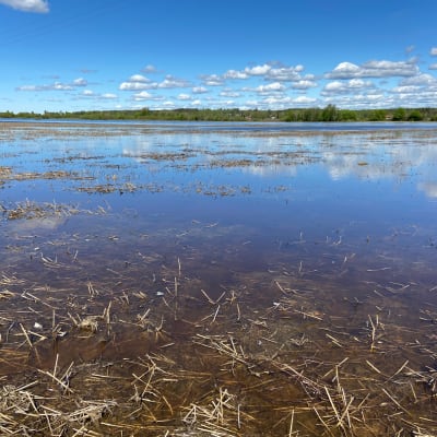 Lapuanjoen vesi on noussut pelloille Kauhavan Liinamaassa.
