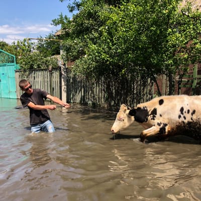 Mies kiskoo lehmää eteenpäin tulvavedessä.