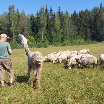 Nainen ja mies taluttavat kahta laamaa lammaslauman vieressä pellolla. 