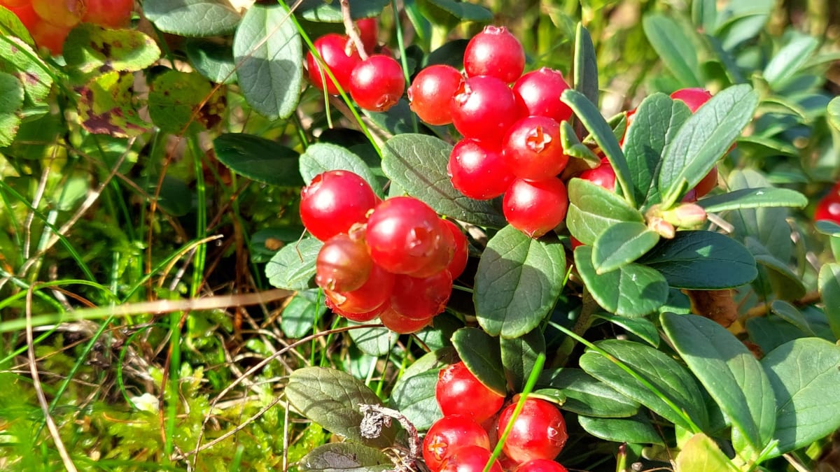 Metsät pursuavat puolukkaa – tässä muutama vinkki, jos haluat tehdä ...
