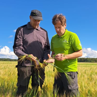 Bengt Eklund och Fredrik Grannas på en av Eklunds kornåkrar i Närpes.