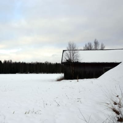 Snöbelagda åkrar. Wahlrooska hemmanet som ska bli hästsportcenter.