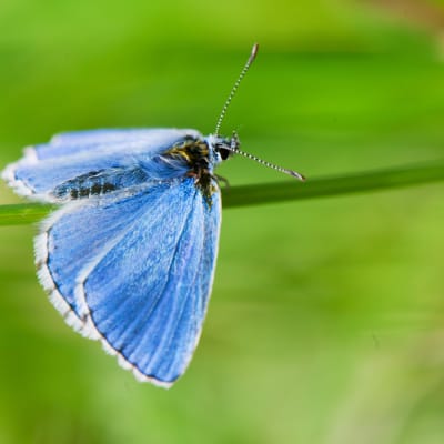 Finlands nationalfjäril tosteblåvinge (Celastrina argiolus)