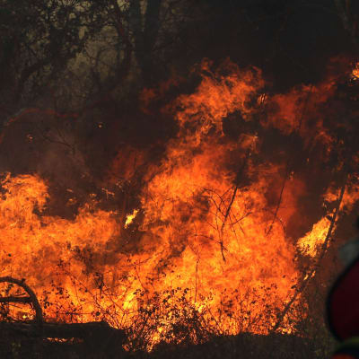 En brandman framför ett eldhav under en skogsbrand i östra Bolivia.