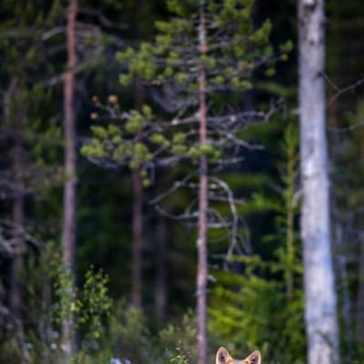 En varg i kvällssolen.