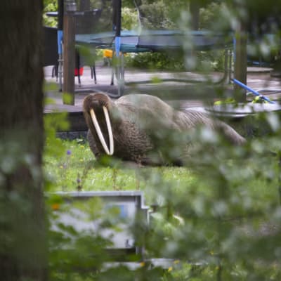 Kymenlaaksossa jo aiemmin tavattu mursu makoili pihalla Kotkassa tiistaina. Mursu on ryöminyt pihaan 150 metrin matkan maata pitkin talon pation viereen