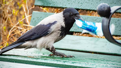 En kråka står på en bänk och håller i en plastbit i näbben.