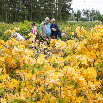 alppiruusupuisto