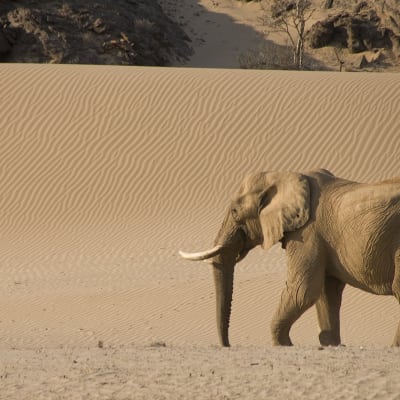 Namibian aavikkojen satoja metrejä korkeita hiekkadyynejä halkovat kuivat jokiuomat ylläpitävät hämmästyttävän monimuotoista elämää.