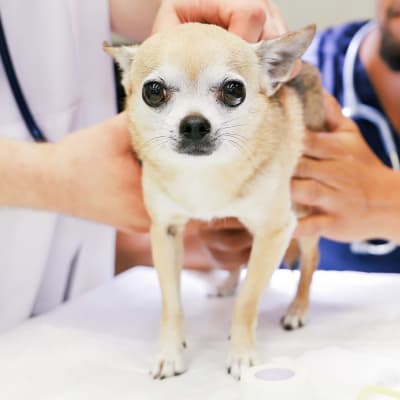 chihuahua seisoo sairaalapöydällä ja katsoo kameraan.