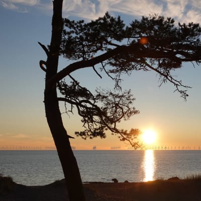 En utsikt över havet, i horisonten flera vindkraftverk på rad, i framgrunden ett träd. 